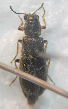 Dasytes croceipes